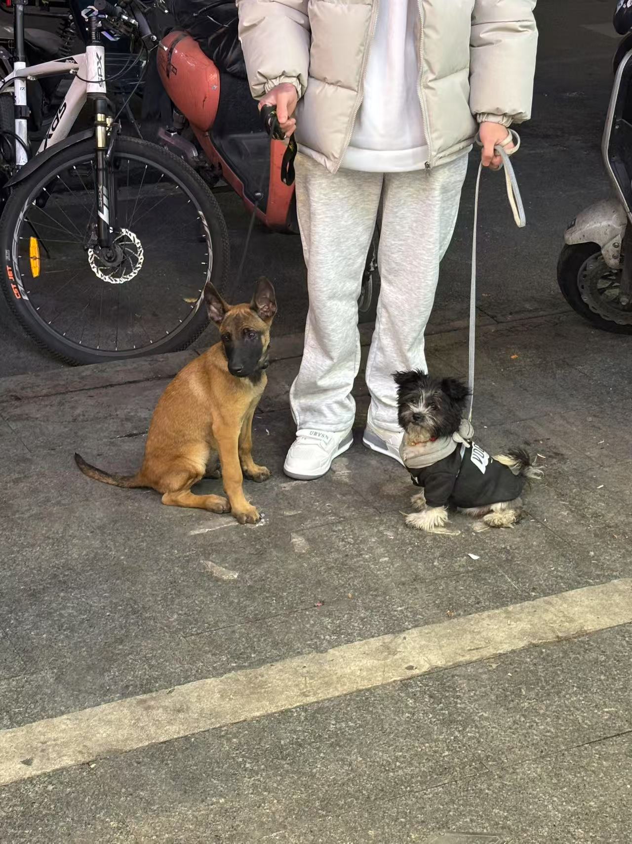 姓名狼仔，特点户主，，咬口还有动很好